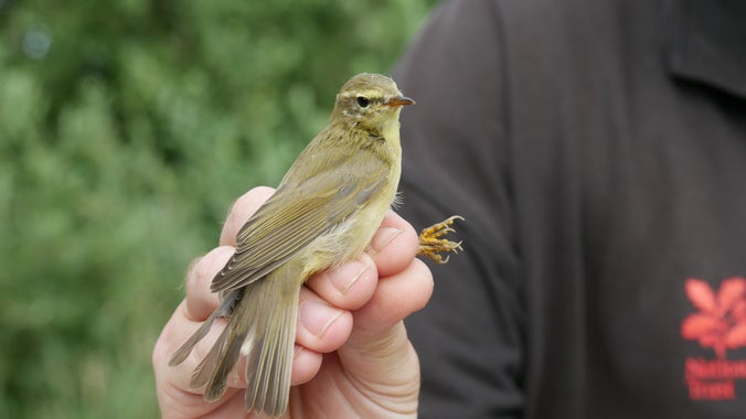 A small, brown bird being held by the legs.